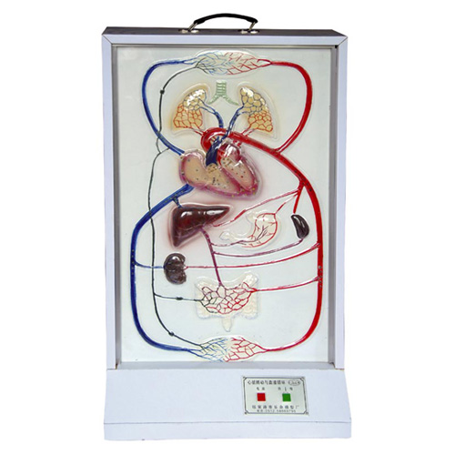 心臟搏動(dòng)與血液循環(huán)電動(dòng)模型