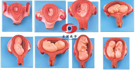 胎兒(胚胎)妊娠發(fā)育過(guò)程模型
