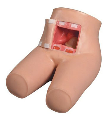 排便和灌腸訓練教具