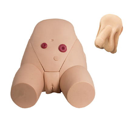 男、女導(dǎo)尿模型
